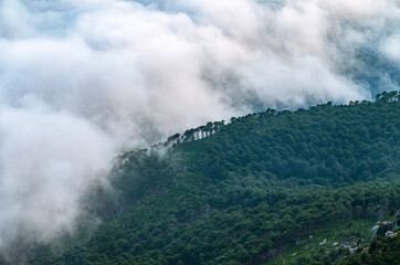 Thick green forest on a hillside in the evening fog. Trees in the fog.