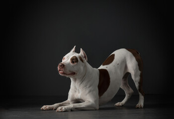 The dog on black. Beautiful spotted pit bull terrier. White-red color. Pet indoors