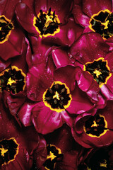 Detail macro photo of Beautiful dark pink tulips with drops of water, as background. Blossoming passion flowers.