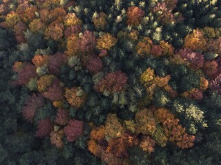 Naklejka na ściany i meble Aerial view of autumn forest.