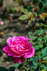 Roses blooming in October