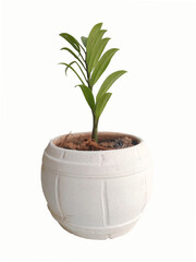 Fototapeta na wymiar tree in pots on a white background