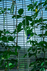 Butterfly pea, Clitoria ternatea tree.