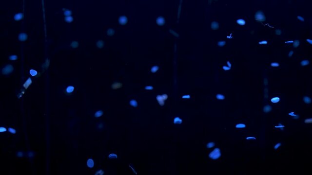 Micro plastics in water with blue light floating