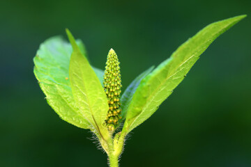 Ambrosia trifida, an invasive species, photographed in China