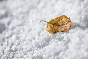Fall Leaf falling to the ground in the Winter Snow