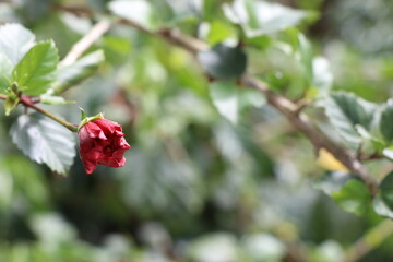 Hibiscus flower bud close up with space for copy text