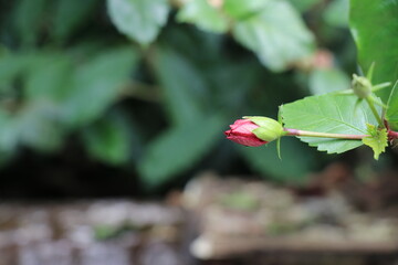 Hibiscus flower bud close up