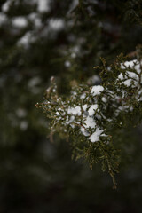 Close Up of Snow Falling on an Evergreen Leaf in the Snowy Winter in the Forest