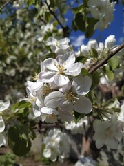Obraz premium apple tree blossom