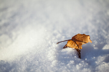 Fall Leaf falling to the ground in the Winter Snow
