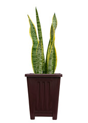 Ornamental plants are planted in pots against an isolated on white background.