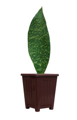 Ornamental plants are planted in pots against an isolated on white background.