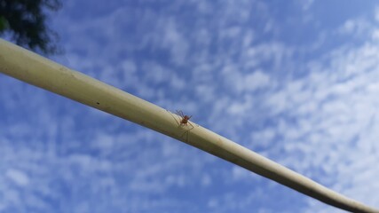 leaves against blue sky