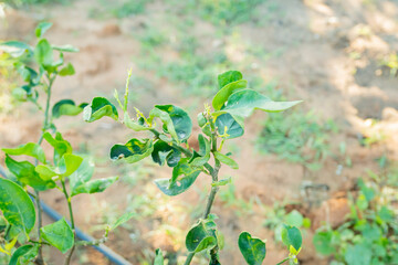 The Crinkled berkamot shoot and leaves showing its sickness from plant diseases