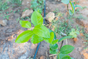 The Healthy Berkamot leaves on its shoot © xzotica65