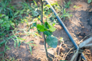The Wrinkles Berkamot leaves on its tree.