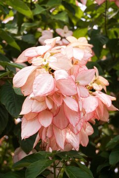 pink Dona Queen Sirikit flower in nature garden