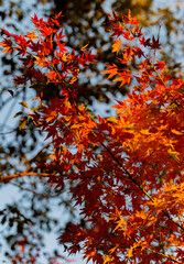 Maple illuminated by the setting sun
