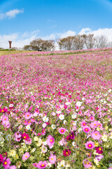 長崎県諫早市　白木峰高原に咲く秋桜