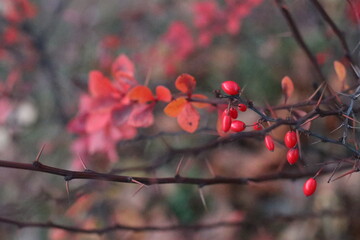 A group of pink flowers on a tree branch