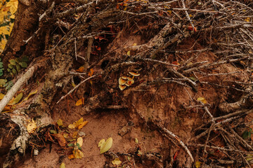 Forest background photo. Messy tree roots and thin dry decrepit tree branches on a brown clay soil
