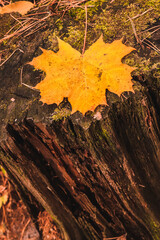 Yellow maple leaf on a rotten decrepit mossy stamp in Autumn forest.