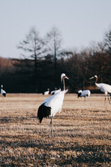 Red-crowned crane bird from Kushiro, Hokkaido in winter season. © pangjee9
