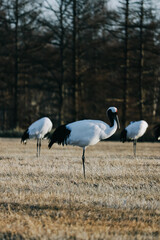 Red-crowned crane bird from Kushiro, Hokkaido in winter season. © pangjee9