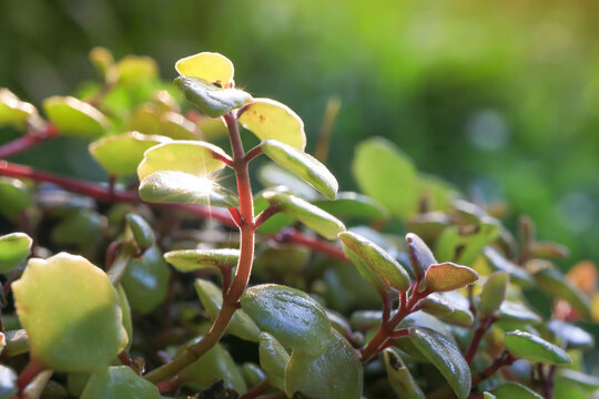 Phyllodium elegans  / Asclepiadaceae /Phyllodium /