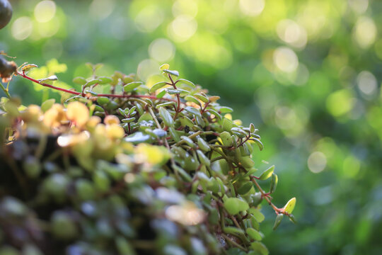 Fish scales (Scientific name: Phyllodium elegans (Lourdes) is a shrub, straight stems, leaves are alternating plumage with 3 small leaves, its flowers are clusters in axillary Has a decorative