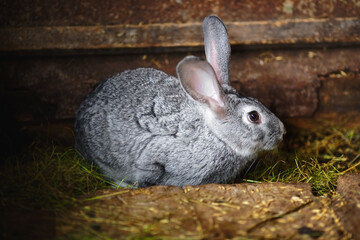 Portrait of a gray fluffy rabbit on a farm in a natural environment.