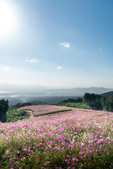 長崎県諫早市　白木峰高原に咲く秋桜
