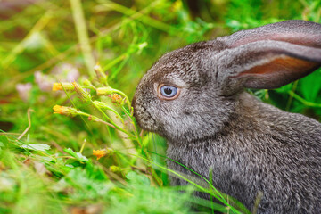 A small rabbit eats grass. Portrait of a fluffy and charming pet for a calendar or postcard.