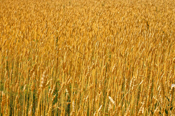 Yellow field with wheat ears on a Sunny summer day. Agricultural land of a farmer.