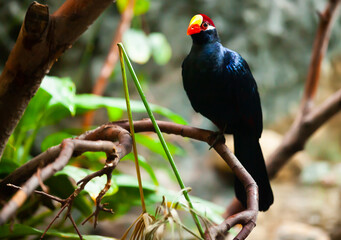 View of violaceous plantain eater (Musophaga violacea) on tree in natural habitat.. © JackF