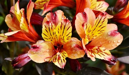 Close up of orange lily blossoms