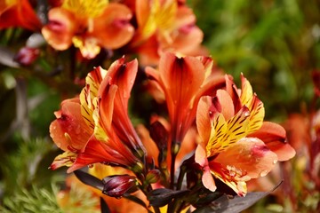 Obraz na płótnie Canvas Close up of orange lily blossoms