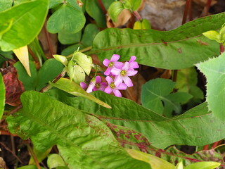 Obraz premium ピンク色の野の花 OLYMPUS DIGITAL CAMERA