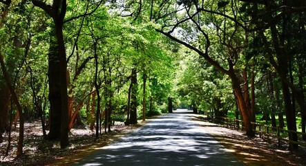 Fototapeta premium Landscape with a street lined with trees in sunshine