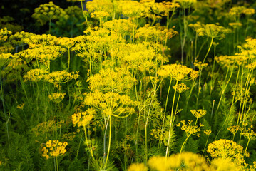 flowering dill ready to eat, planted in the garden bed