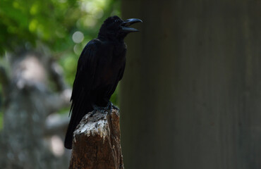 Black crow standing on tree trunk over blur green tree in park