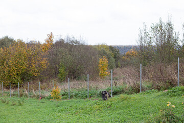 Installation of metal posts for a fence made of metloprofile. Preparation for installing a fence on metal posts.