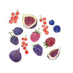 Set of fresh berries. Raspberry, blueberry, blackberry, red currant and figs. Hand drawn watercolor illustration.