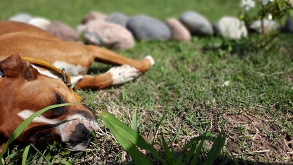 Naklejka na ściany i meble Perro bonito durmiendo en el jardín, perro descansando 