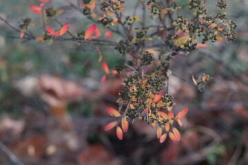 A close up of a flower