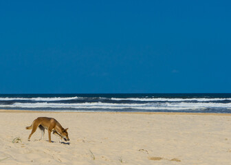 Portrait of a dingo on the beach, Fraser Island, Queensland, Australia