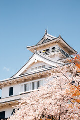 Nagahama castle with cherry blossoms in Shiga, Japan