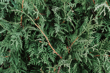 Texture of a green plant close-up, part of a thuja