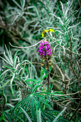 Contrastes naturales en el Nevado de Toluca.